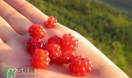 山莓怎么種植？山莓種植基地