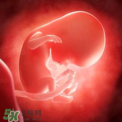 胎兒在媽媽肚子里都會干啥？胎兒的神奇世界