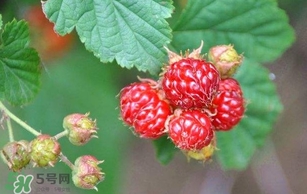野草莓就是覆盆子嗎？覆盆子和野草莓的區(qū)別