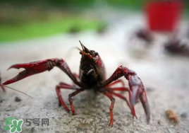 小龍蝦什么時候最好釣？什么時候可以釣小龍蝦？