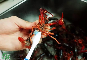 野生小龍蝦什么時候有？野生小龍蝦幾月份有？