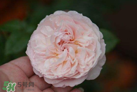 五月份可以種月季嗎？月季五月怎么養(yǎng)？
