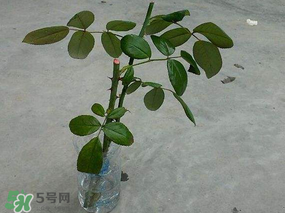 月季5月能插活嗎？月季花五月能插活嗎？