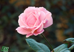 月季花5月扦插當(dāng)年會開花嗎？月季花的花期