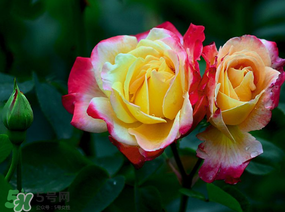 月季花5月扦插當(dāng)年會開花嗎？月季花的花期