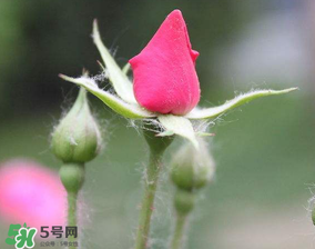 月季從有花苞到開(kāi)花需要多久？月季花苞到開(kāi)花要多久？