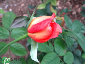 月季從有花苞到開(kāi)花需要多久？月季花苞到開(kāi)花要多久？