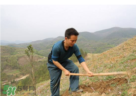 五月份能種樹嗎？五月份種樹能活嗎？