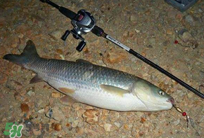 五月份能釣草魚(yú)嗎？五月份釣草魚(yú)用什么餌料？