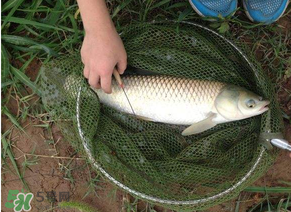 五月份能釣草魚(yú)嗎？五月份釣草魚(yú)用什么餌料？