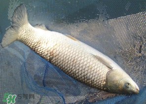 5月份怎么釣草魚？五月份怎么釣草魚？