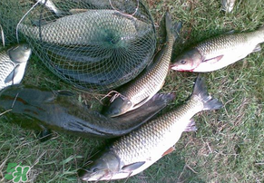 5月份怎么釣草魚？五月份怎么釣草魚？
