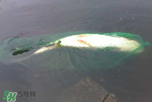 5月份怎么釣草魚？五月份怎么釣草魚？