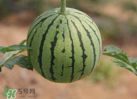 五月份可以種西瓜嗎？五月份怎么種西瓜？