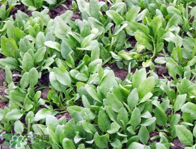 ?五月份能種菠菜嗎？5月份可以種菠菜嗎？