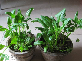 ?五月份能種菠菜嗎？5月份可以種菠菜嗎？
