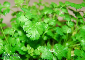 5月份能種香菜嗎？五月份能種香菜嗎？