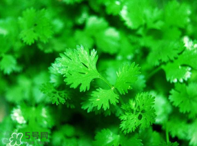 5月份能種香菜嗎？五月份能種香菜嗎？