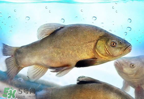 ?五月份吃什么魚(yú)？5月份吃什么魚(yú)？