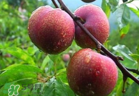 三華李種植幾年可掛果？三華李什么時候種植