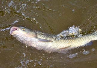 5月份怎么釣草魚(yú)？五月份怎么釣草魚(yú)？