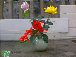 月季花什么時(shí)候插最好活？月季花怎么扦插成活率高？