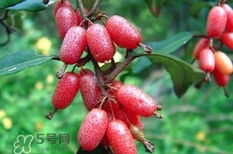 羊奶果要剝皮嗎？羊奶果剝皮還是帶皮吃好？