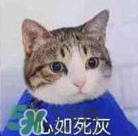 紀(jì)梵希黑色頰彩霜怎么樣？紀(jì)梵希黑色腮紅多少錢？