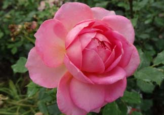 月季花5月扦插當(dāng)年會(huì)開(kāi)花嗎？月季花的花期