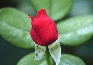 月季從有花苞到開(kāi)花需要多久？月季花苞到開(kāi)花要多久？