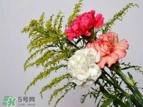 母親節(jié)送什么顏色的康乃馨？2017年母親節(jié)康乃馨推薦