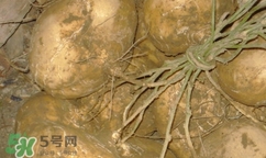 孕婦可以吃土瓜嗎？孕婦能吃土瓜嗎？