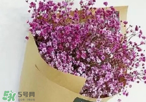 滿天星多少錢一束2017？滿天星多少錢一支2017？