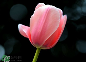 母親節(jié)可以送郁金香嗎？為什么母親節(jié)送郁金香？