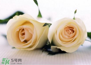 母親節(jié)可以送白玫瑰嗎？白玫瑰適合送什么人？