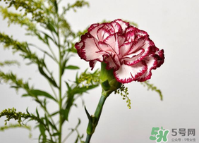 康乃馨可以放多久？康乃馨怎么養(yǎng)？