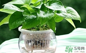 綠蘿葉子發(fā)黃怎么辦？綠籮多久澆一次水？