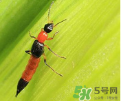 隱翅蟲(chóng)和蚊蟲(chóng)的區(qū)別？隱翅蟲(chóng)和蚊蟲(chóng)有什么不一樣？