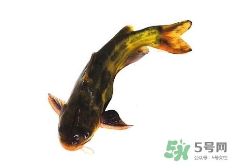 黃顙魚有毒嗎？黃顙魚的營養(yǎng)價值