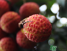 五月份有荔枝嗎？5月份有荔枝嗎？