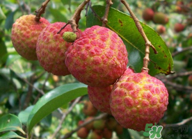 五月份有荔枝嗎？5月份有荔枝嗎？