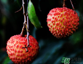 五月份有荔枝嗎？5月份有荔枝嗎？