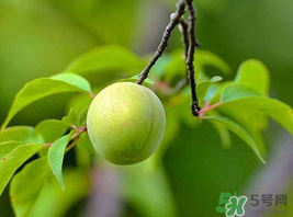 梅子什么時(shí)候成熟？梅子幾月份成熟？