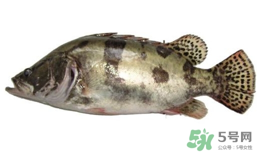 鱖魚怎么讀？鱖魚是什么魚