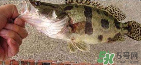 鱖魚(yú)是海魚(yú)嗎？鱖魚(yú)是淡水魚(yú)還是海魚(yú)