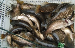 鱖魚是桂魚嗎？鱖魚和桂魚的區(qū)別