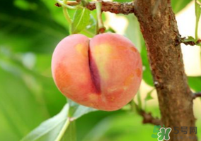李子一天可以吃幾個(gè)？李子一次能吃幾個(gè)？