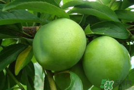 李子一天可以吃幾個(gè)？李子一次能吃幾個(gè)？