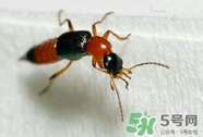 被隱翅蟲咬了后怎么辦？隱翅蟲如何預(yù)防和治療咬傷？