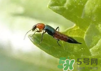 被隱翅蟲咬了后怎么辦？隱翅蟲如何預(yù)防和治療咬傷？